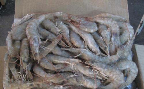 国产大白虾开箱测评视频,品质与口感的双重体验  第3张