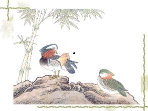 中国国产花鸟视频,中国花鸟视频里的自然之美  第3张