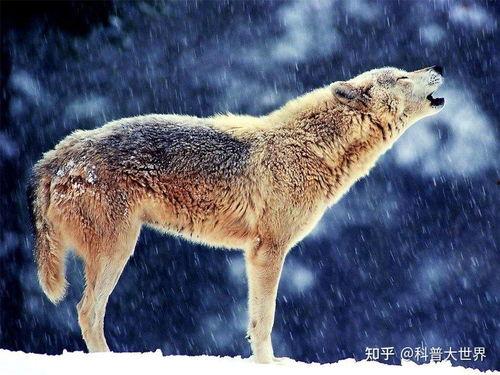 国产狼动画片搞笑视频,笑翻你的欢乐时光  第1张